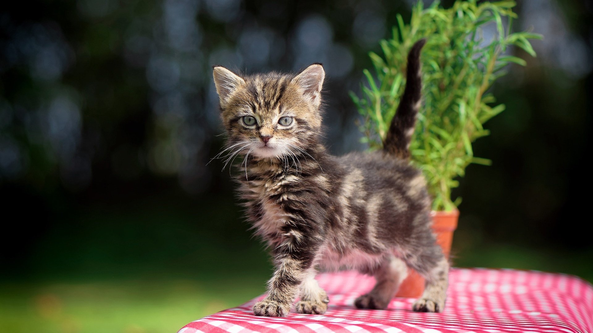 “青少年足球科普活动走进社区,普及运动知识”,开展青少年足球运动的意义