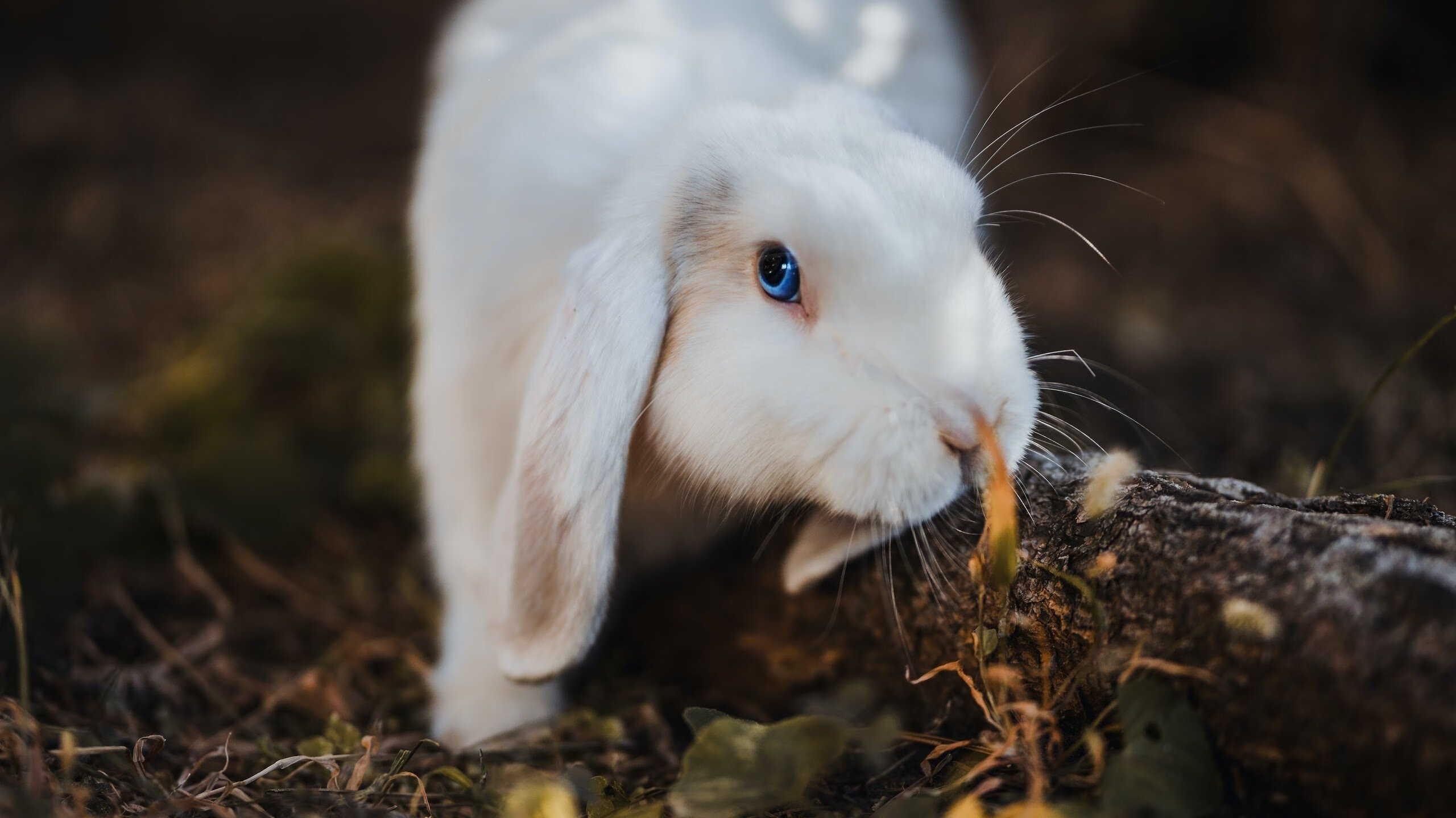《行业大会热议：电竞行业未来政策导向》，电竞行业的现状和未来的发展的趋势