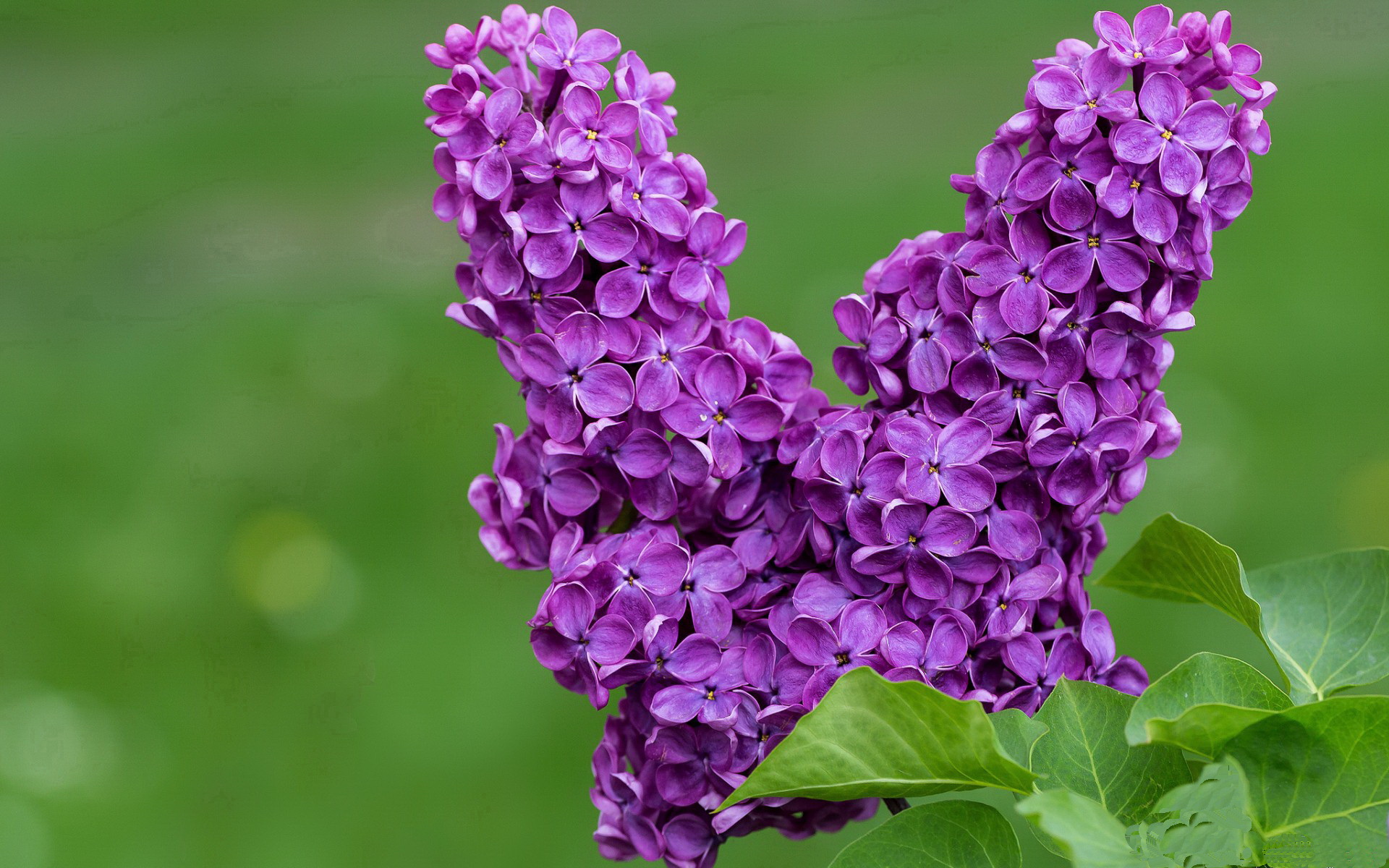 九游app官方下载-巴黎再签欧洲顶级中场，战力明显增强，巴黎公布欧冠大名单,梅西领衔新援在列